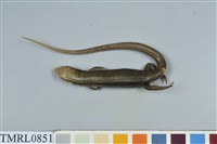 藏品(麗紋石龍子)的圖片